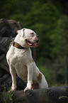 American Bulldog