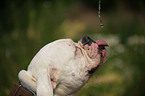 trinkender American Bulldog