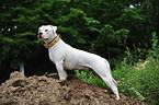 American Bulldog