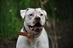 American Bulldog Portrait