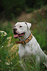 sitzender American Bulldog