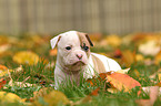 American Bulldog Welpe