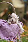 American Bulldog Welpe