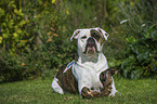 liegender American Bulldog