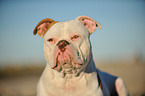 American Bulldog Portrait