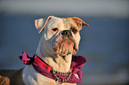 American Bulldog Portrait