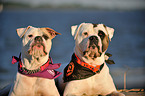 2 American Bulldogs