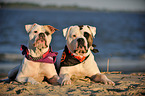 2 American Bulldogs