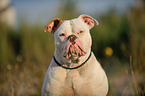 American Bulldog Portrait