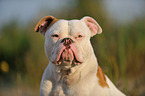 American Bulldog Portrait