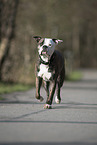 laufender American Bulldog