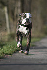 rennender American Bulldog