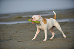 spielender American Bulldog