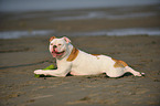 liegender American Bulldog