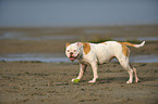 stehender American Bulldog