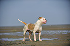 dreckiger American Bulldog