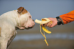 American Bulldogfrisst Banane