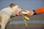 American Bulldogfrisst Banane