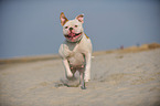 rennender American Bulldog