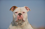 American Bulldog Portrait