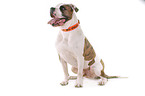 sitzender American Bulldog