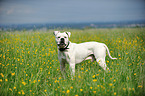 American Bulldog