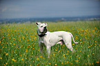 American Bulldog