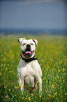 sitzender American Bulldog