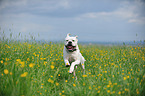 rennender American Bulldog