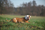 liegender American Bulldog