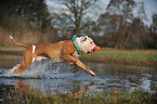 spielender American Bulldog