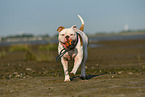 spielender American Bulldog