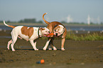 American Bulldogs