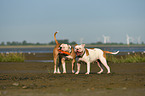 American Bulldogs