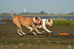 American Bulldogs