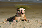 liegender American Bulldog