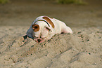 liegender American Bulldog