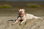 liegender American Bulldog