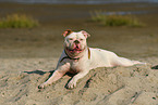 liegender American Bulldog