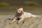 liegender American Bulldog