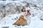 American Bulldog