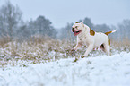 American Bulldog