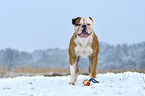 American Bulldog