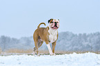 laufender American Bulldog