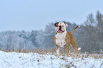 American Bulldog