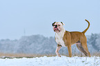 laufender American Bulldog