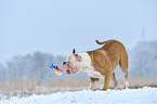 spielender American Bulldog