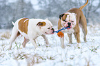 2 American Bulldogs