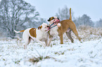 2 American Bulldogs