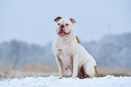 sitzender American Bulldog